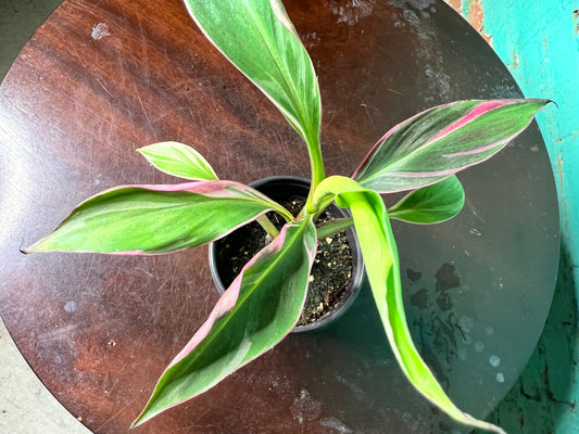 Musa Nono Pink 4”