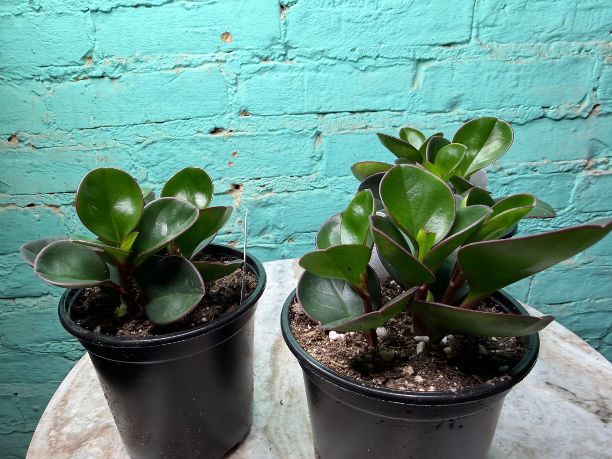 Peperomia Obtusifolia Green 4”