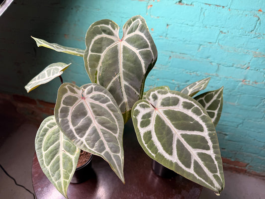 Anthurium Michelle x RVDF 4”