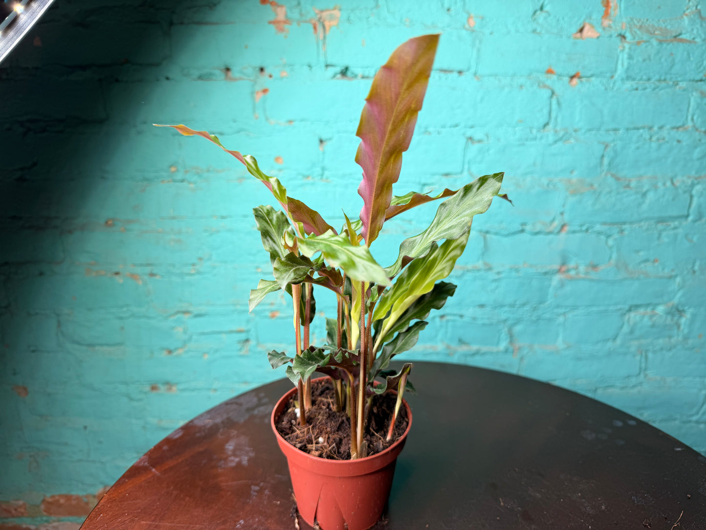 Calathea Furry Feather 4”
