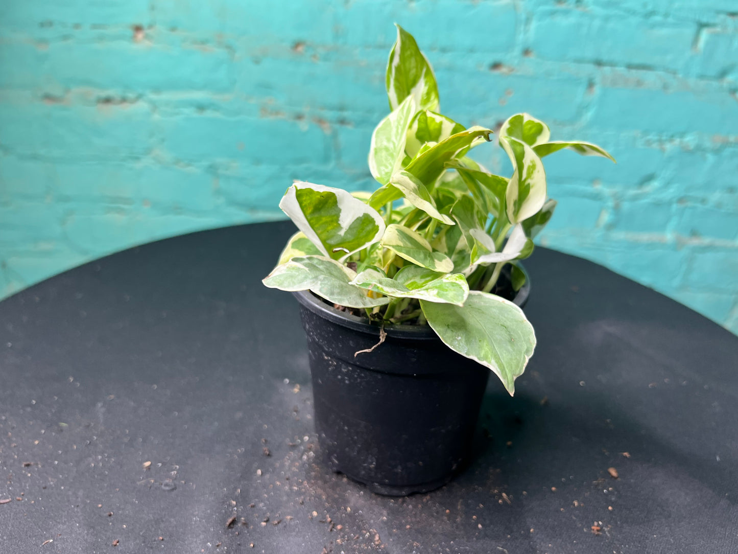 Pothos Pearls & Jade 4”