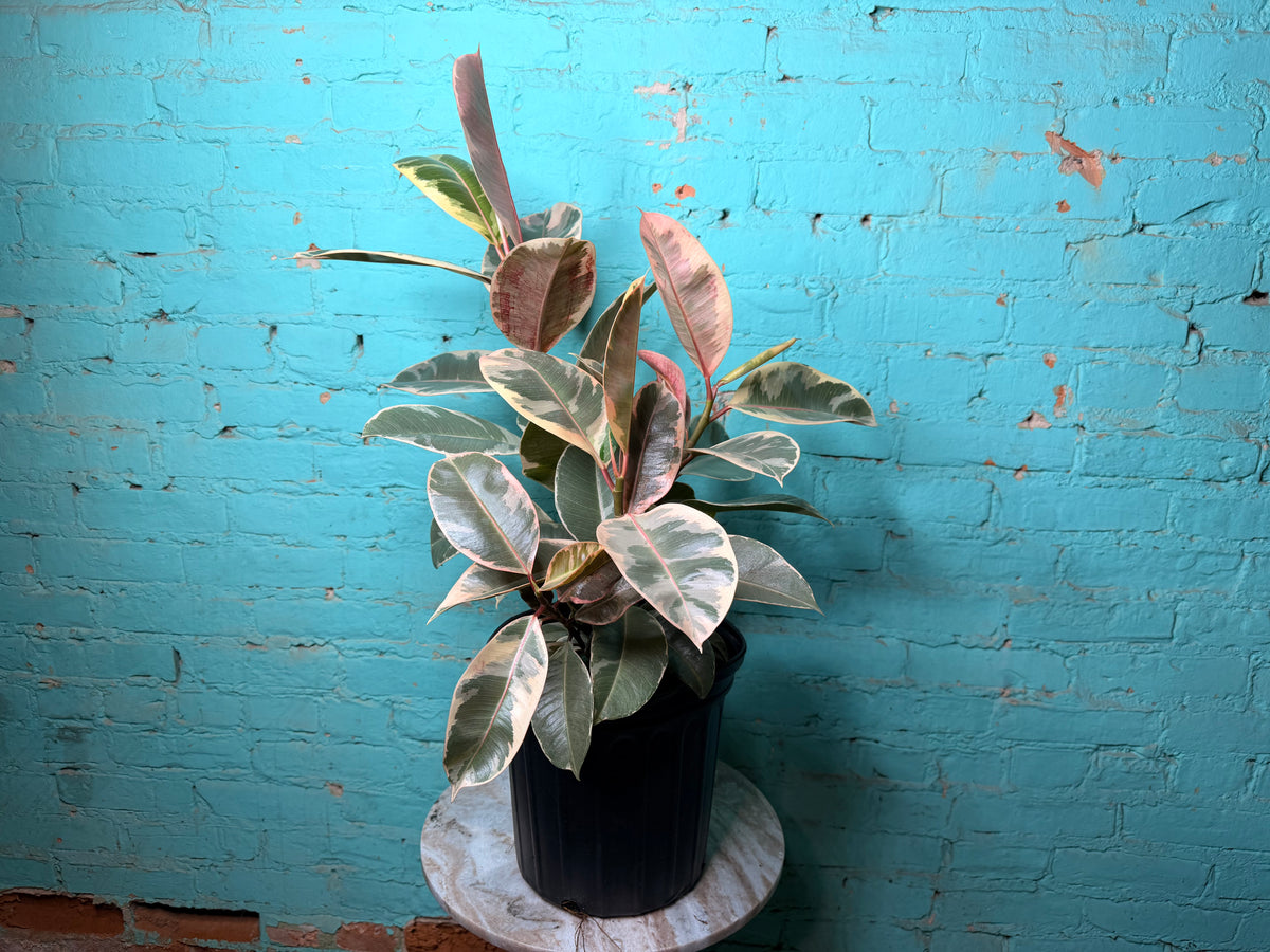 Rubber Tree Tineke 8”
