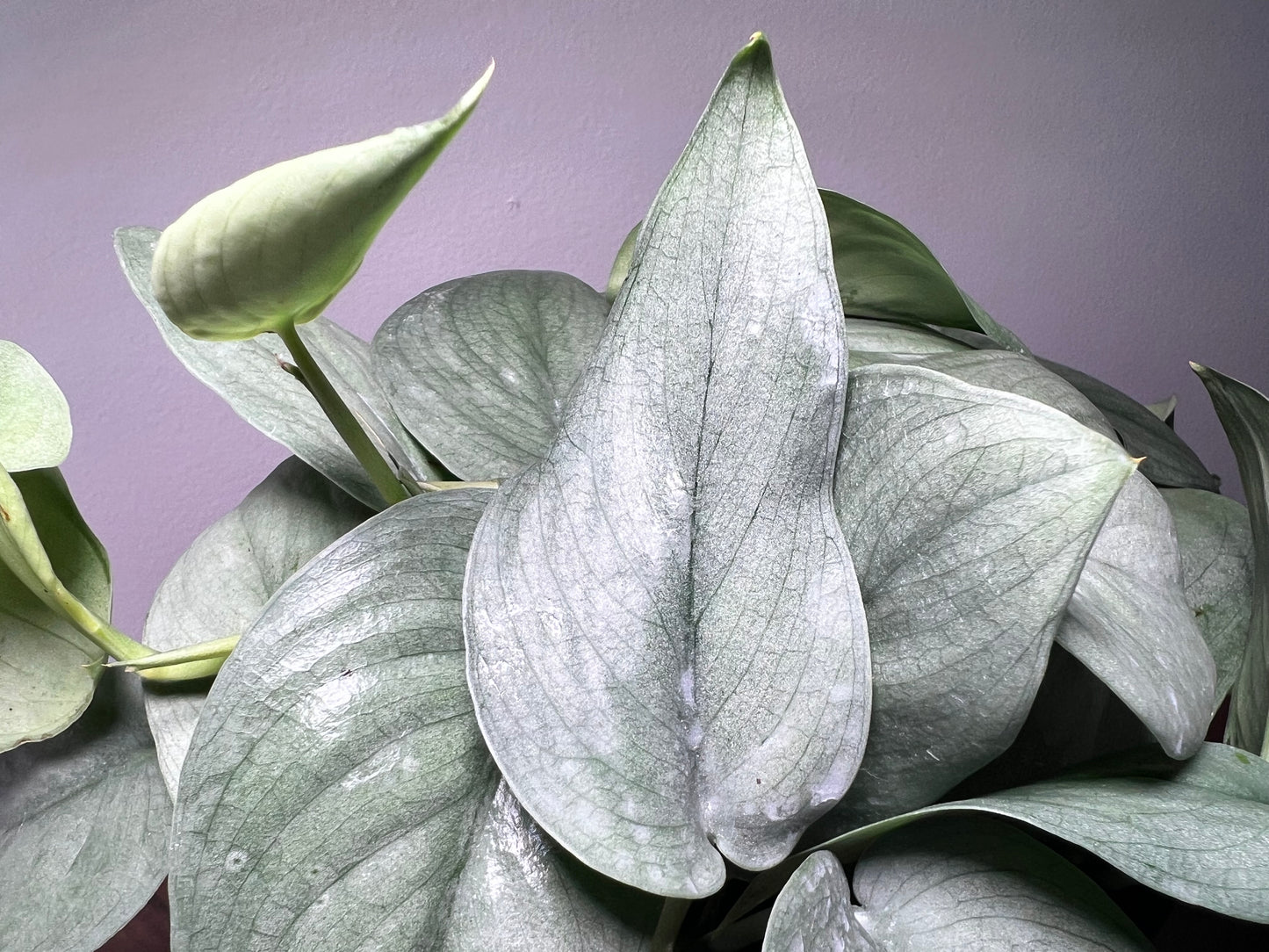 Scindapsus Platinum 6”