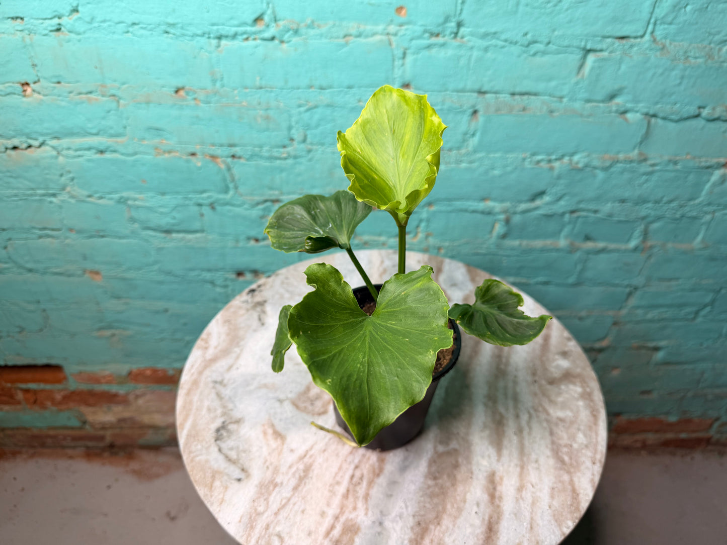 Philodendron Selloum (Hope) 4”