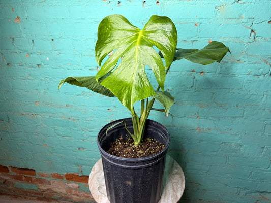Monstera Green on Green 8”