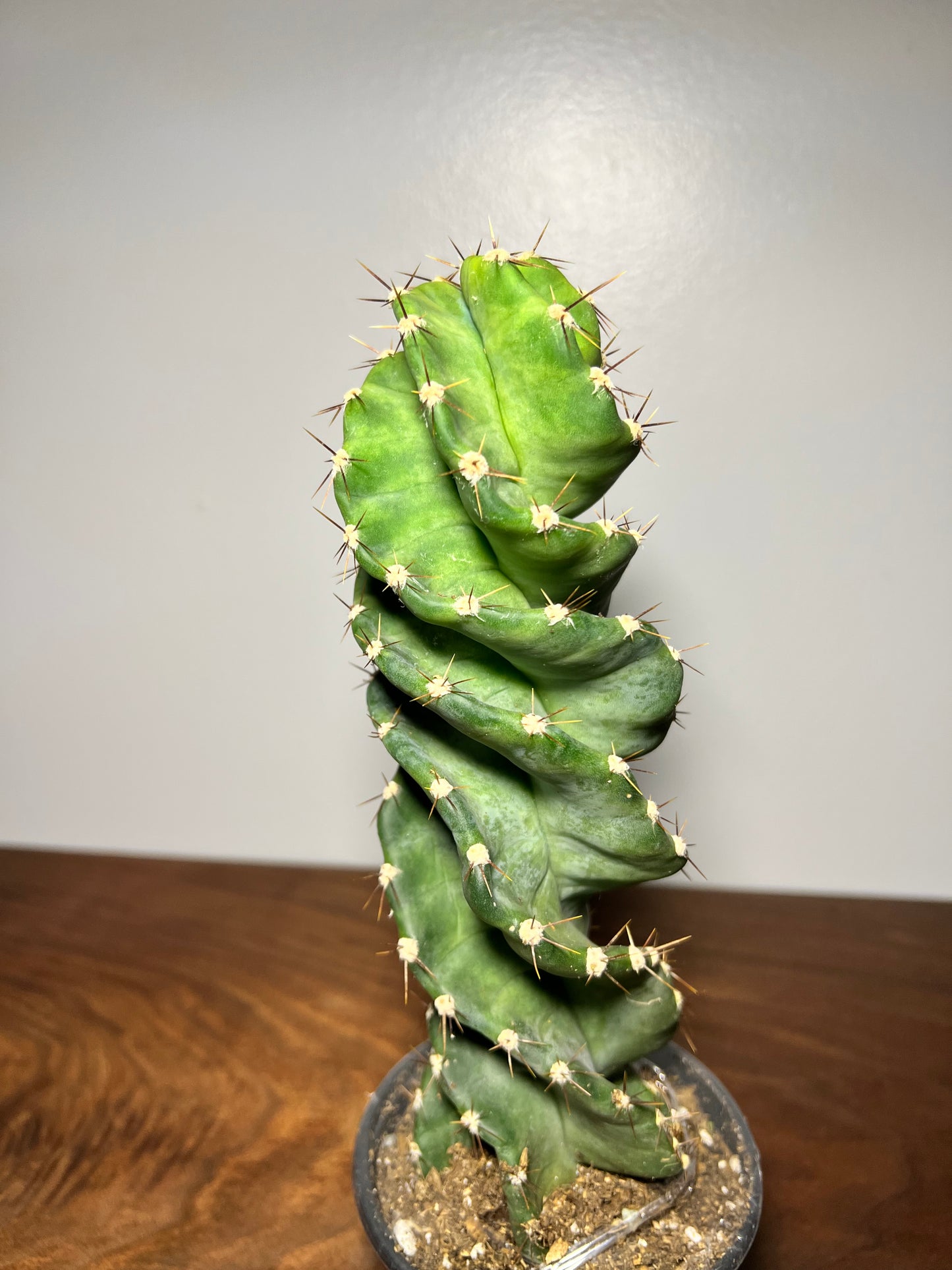 Cereus Forbesii Spiralis