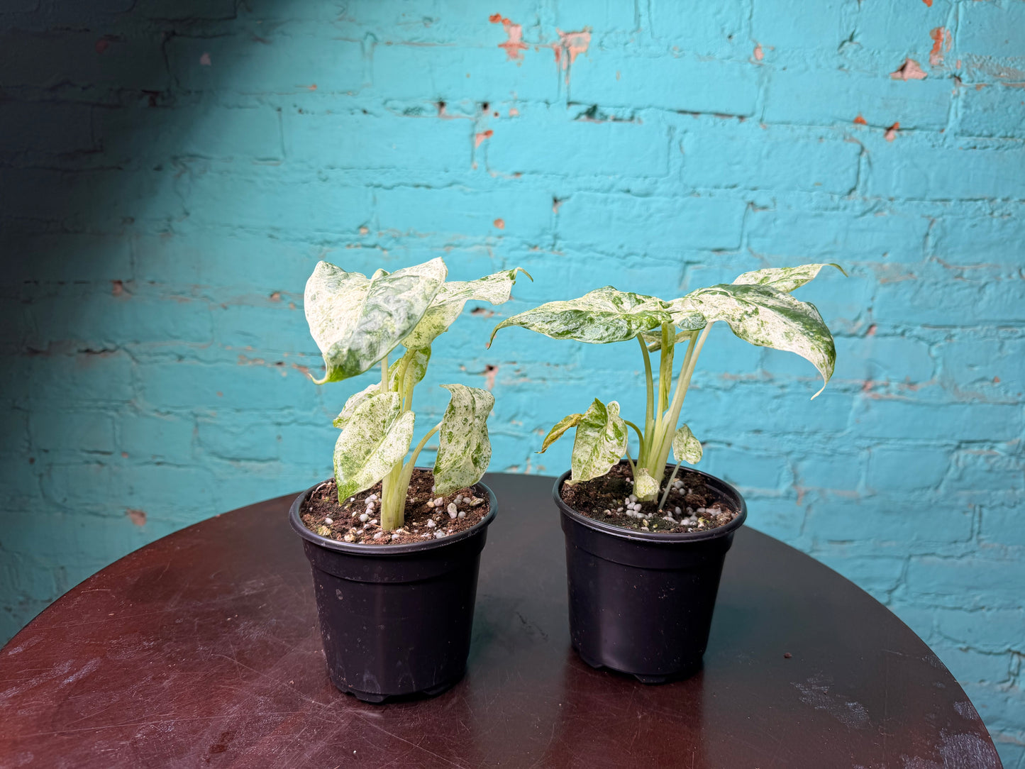 Alocasia ‘Odora Batik’ 4”