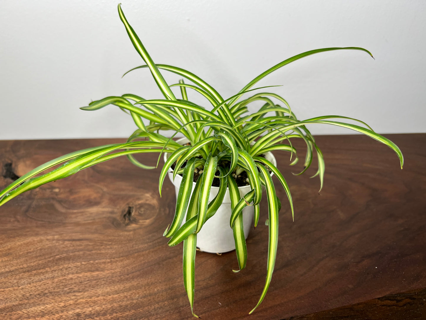 Spider Plant (Pet friendly)