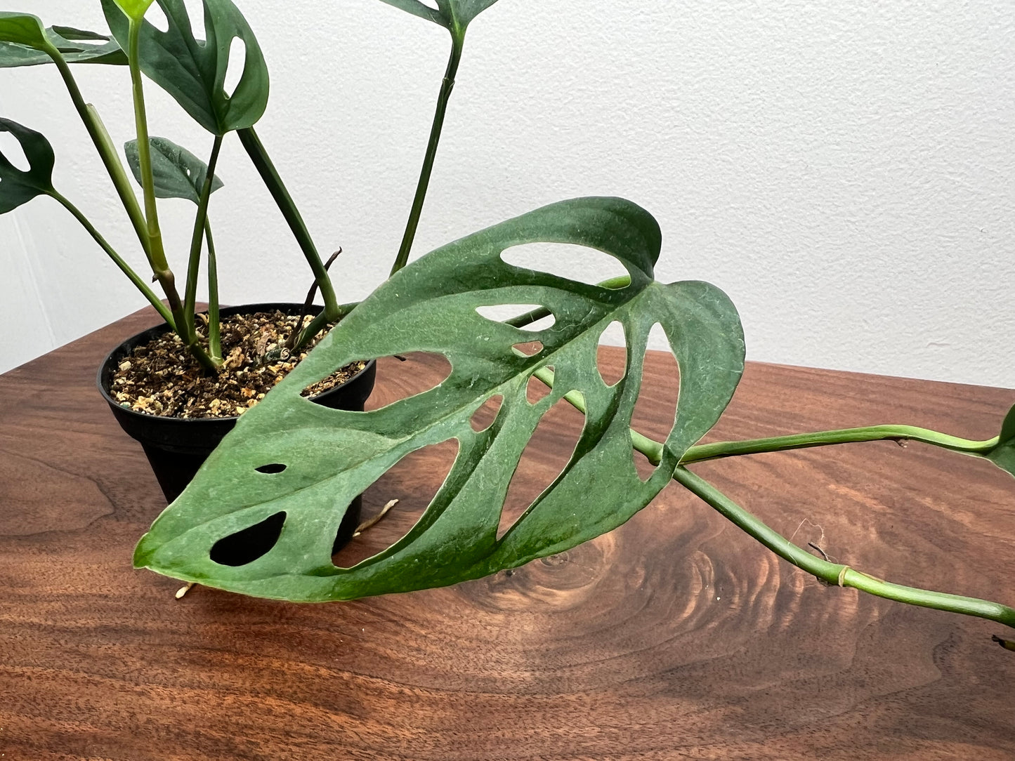 Monstera Esqueleto