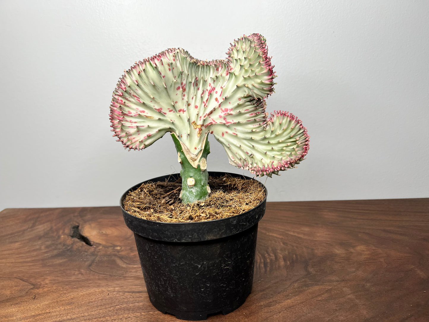 Mermaid Tail- Euphorbia Lactea