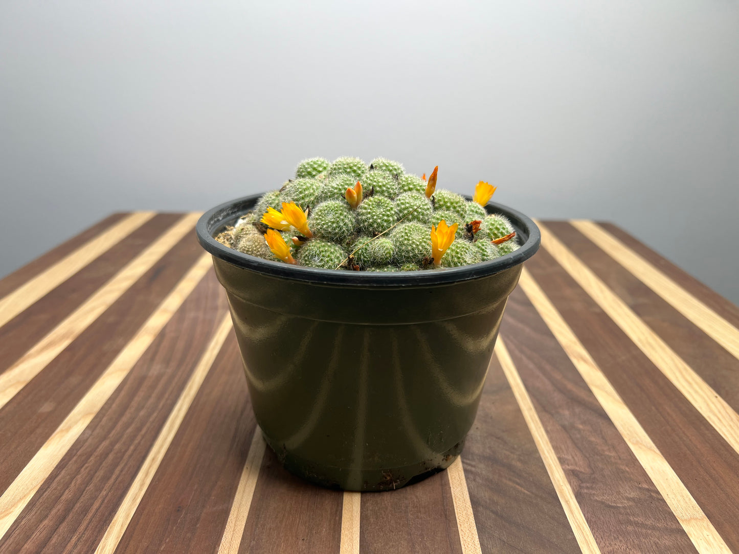 Rebutia Fabrisii 6”