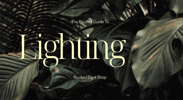 The Rooted Guide to Lighting