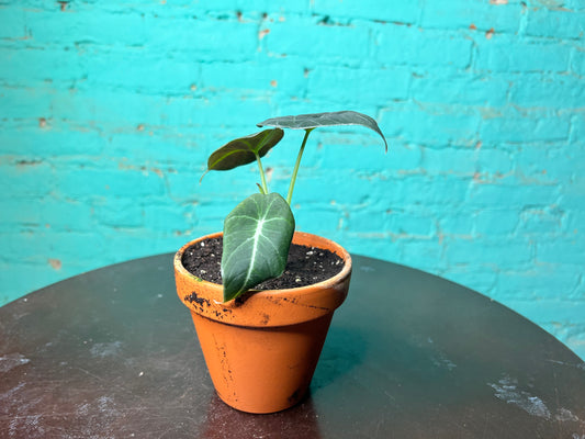 Alocasia-Black Velvet 4” clay