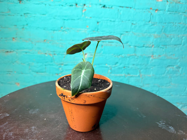 Alocasia-Black Velvet 4” clay