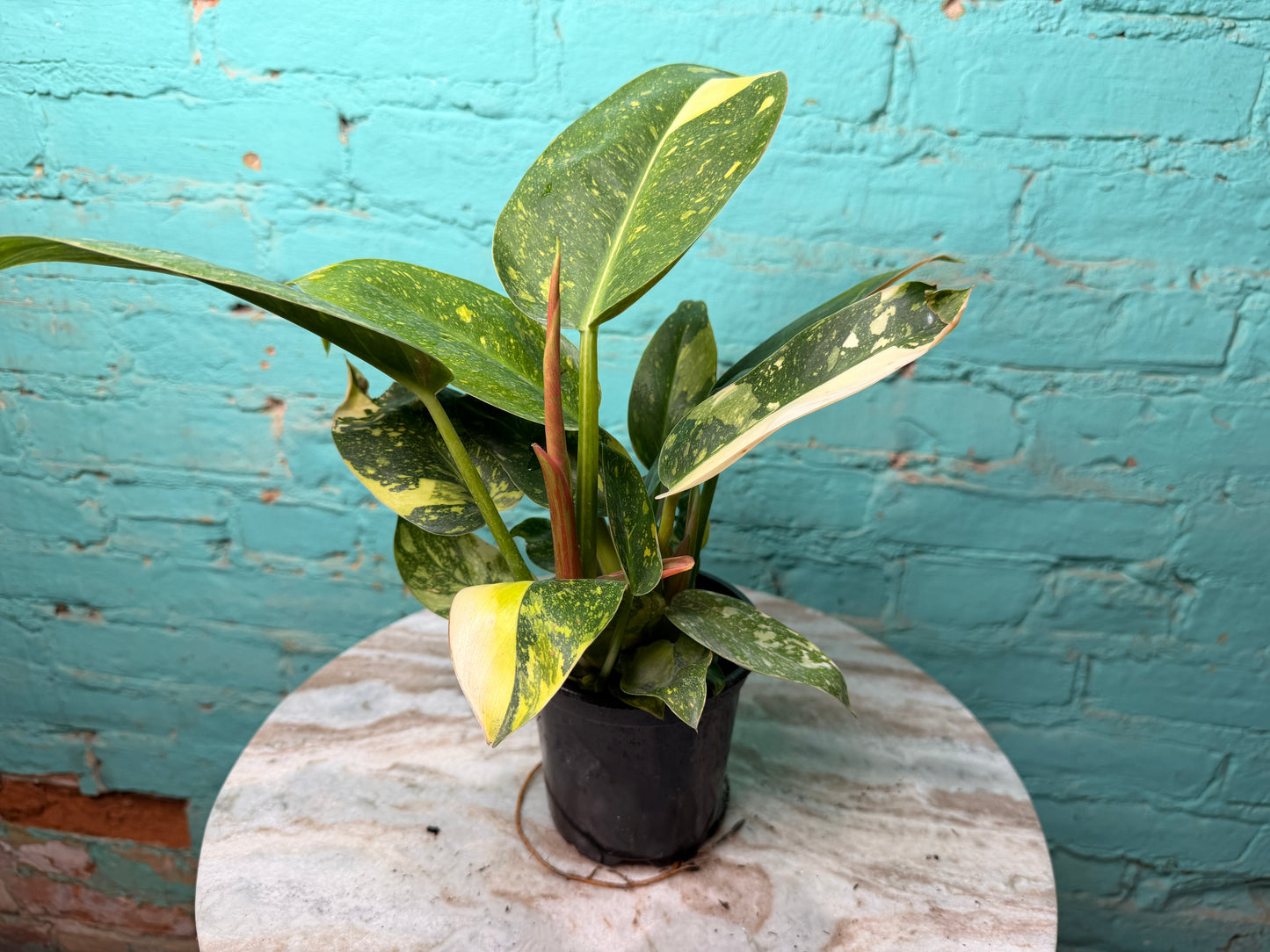 Philodendron Congo Nuclear Variegated