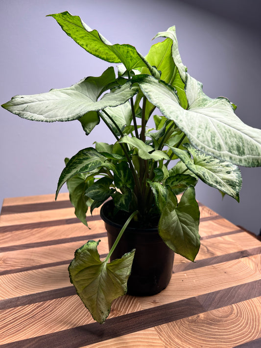 Syngonium-Pixie