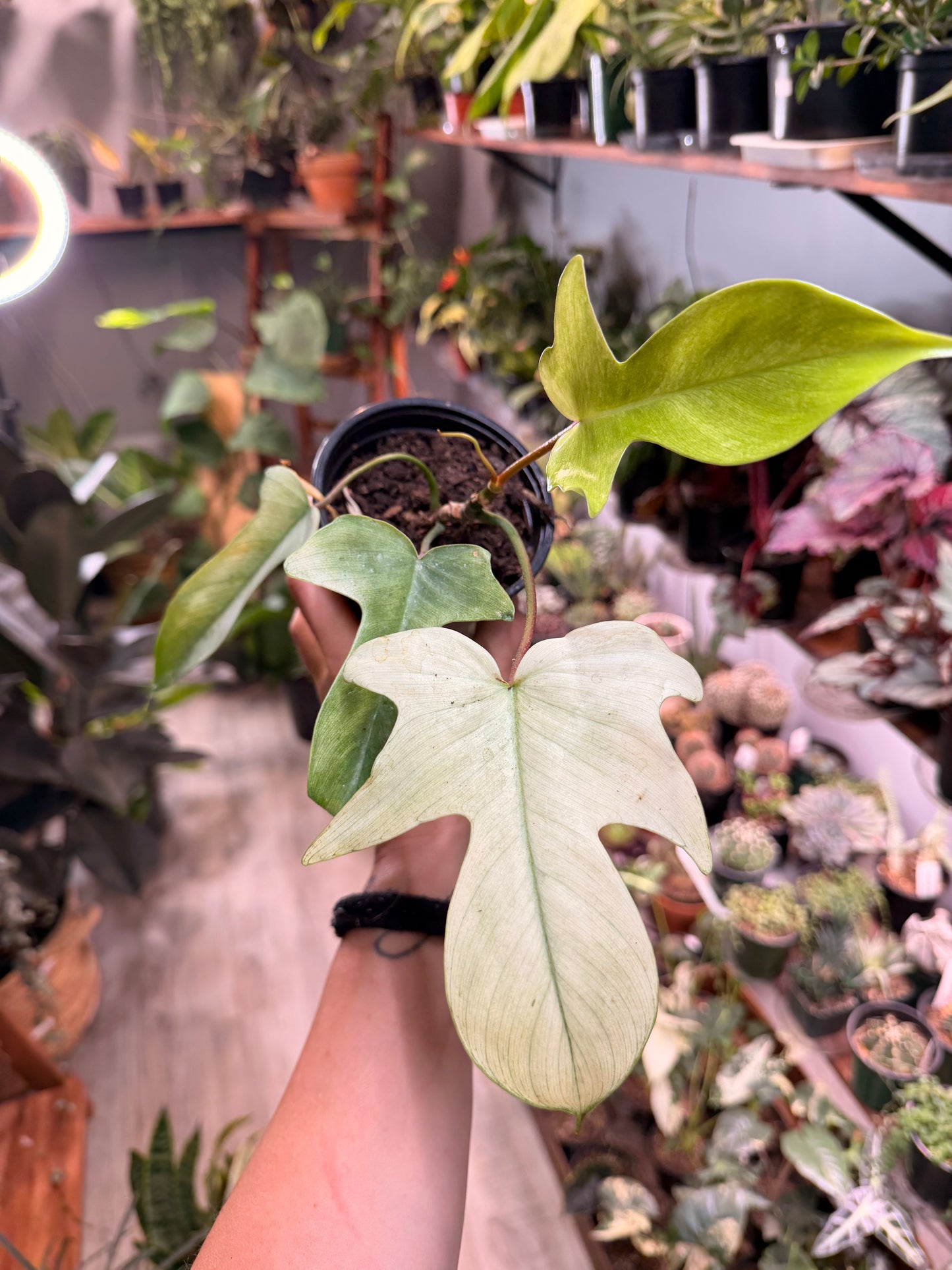 Philodendron- Florida Ghost 4”