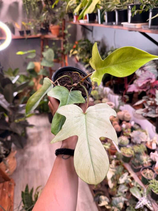 Philodendron- Florida Ghost 4”