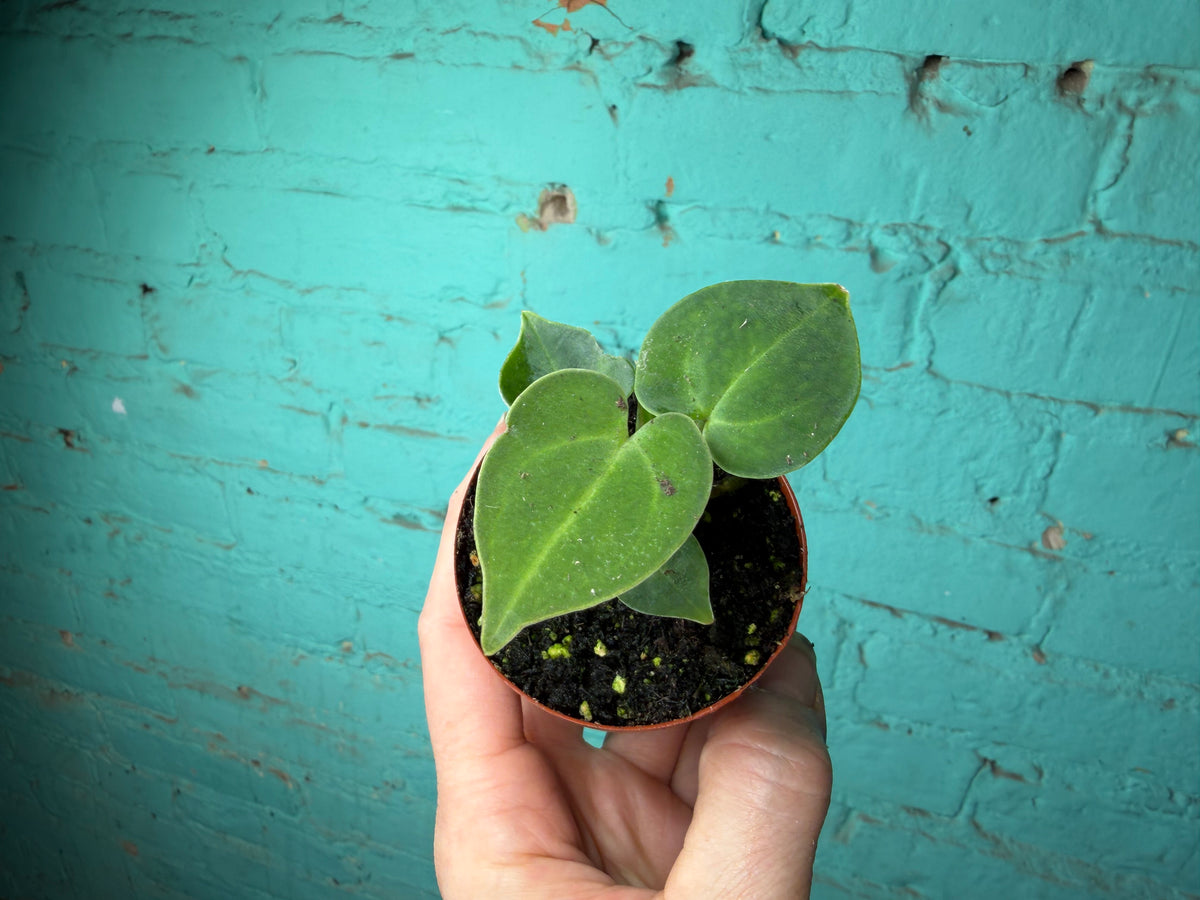Anthurium Crystallinum 3”