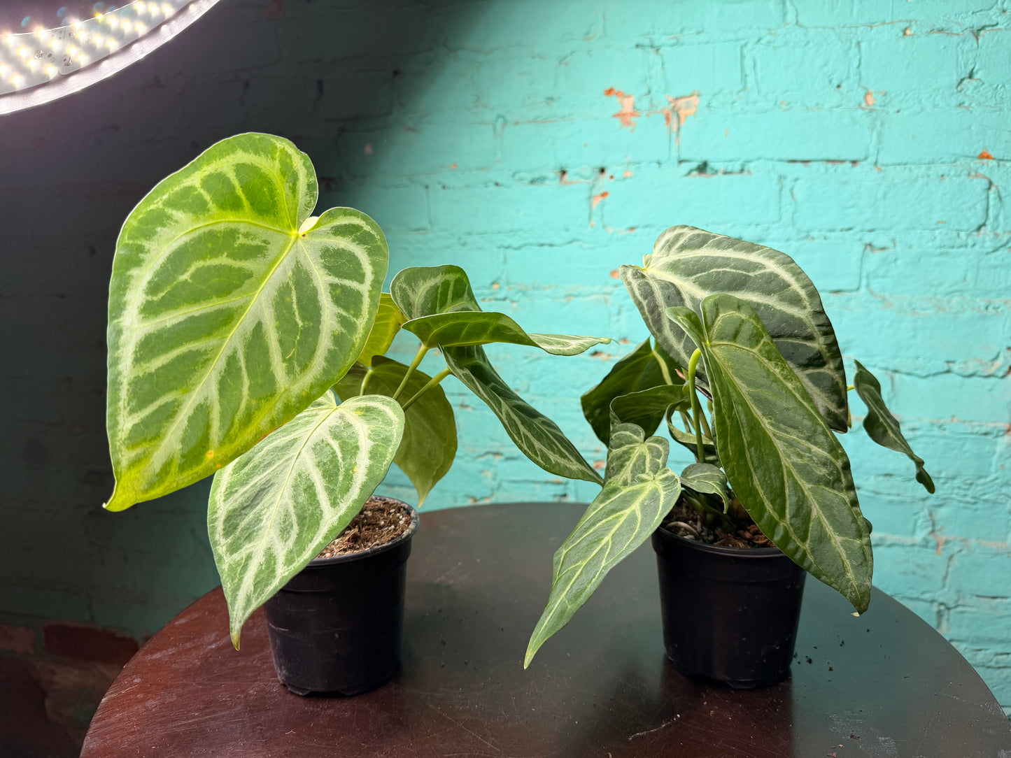 Anthurium Silver Blush Mint 4”