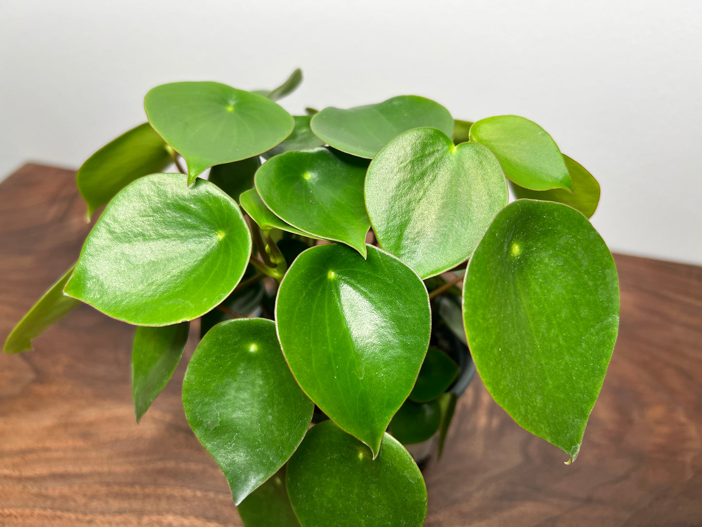 Peperomia Raindrop