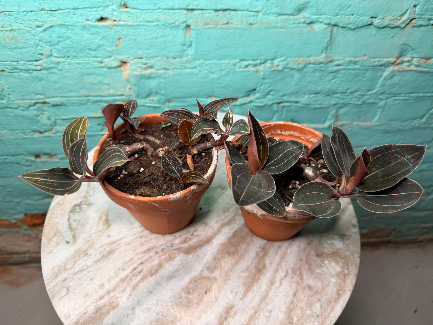 Jewel Orchid Ludisia discolor 4”