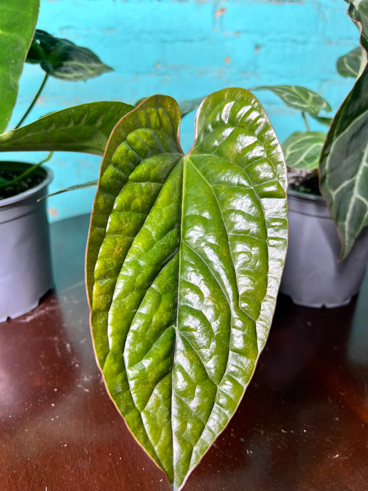 Anthurium Radican X Luxurian 6”