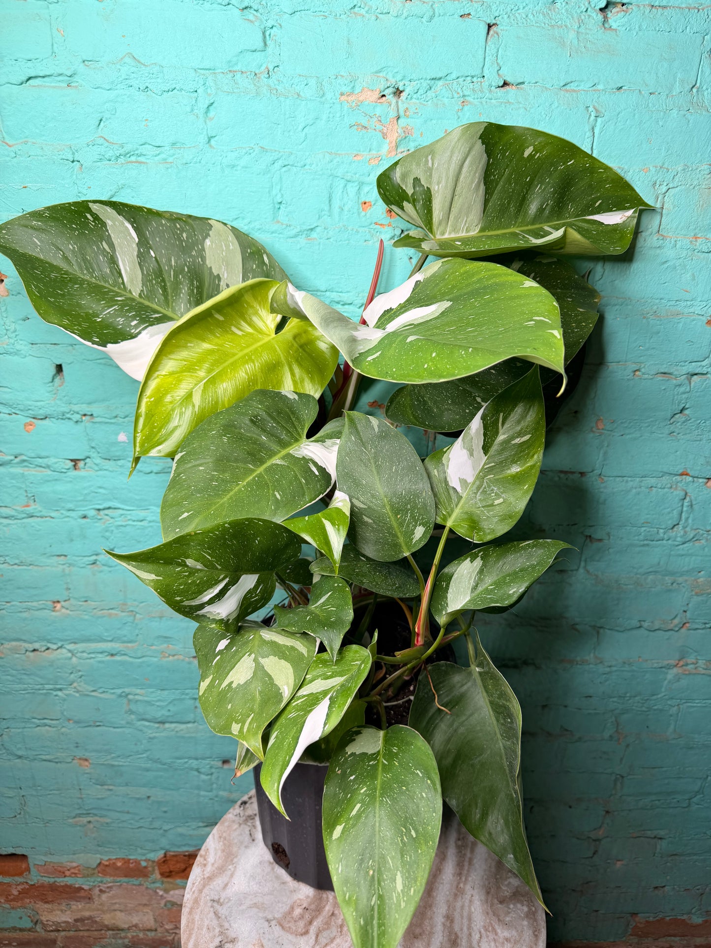 Philodendron White Princess 10”