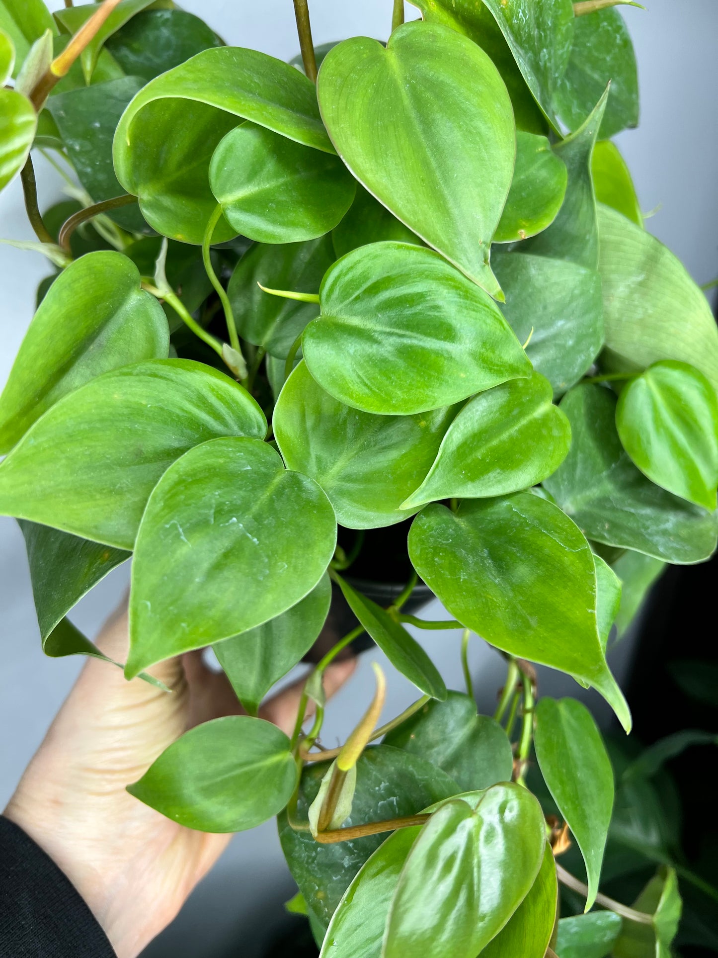 Philodendron heart leaf 6”