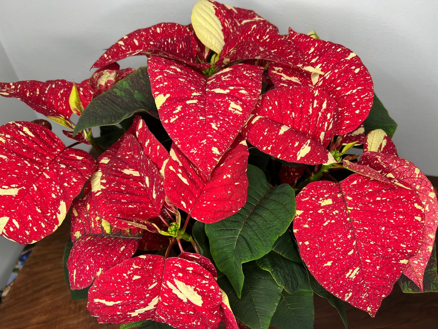 Poinsettia 6” speckled