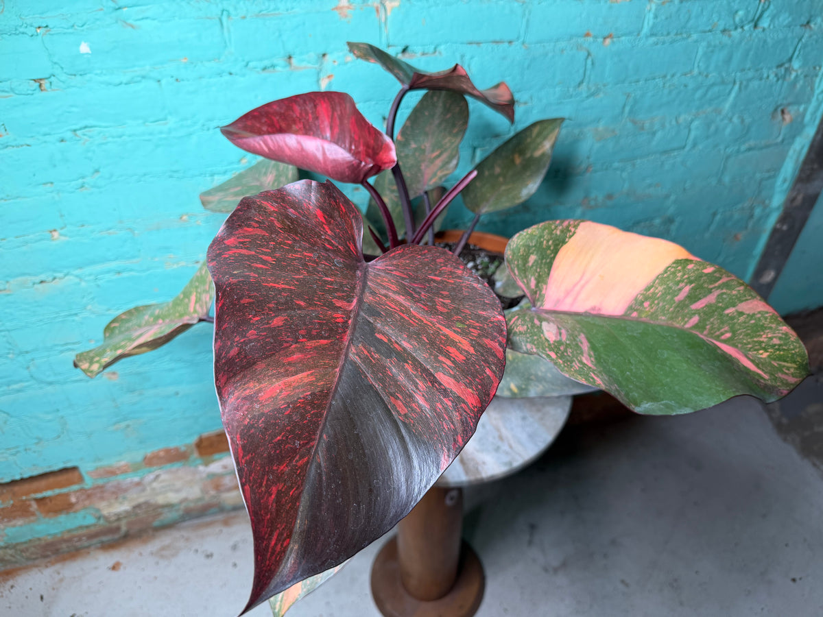 Philodendron Orange Princess 8”