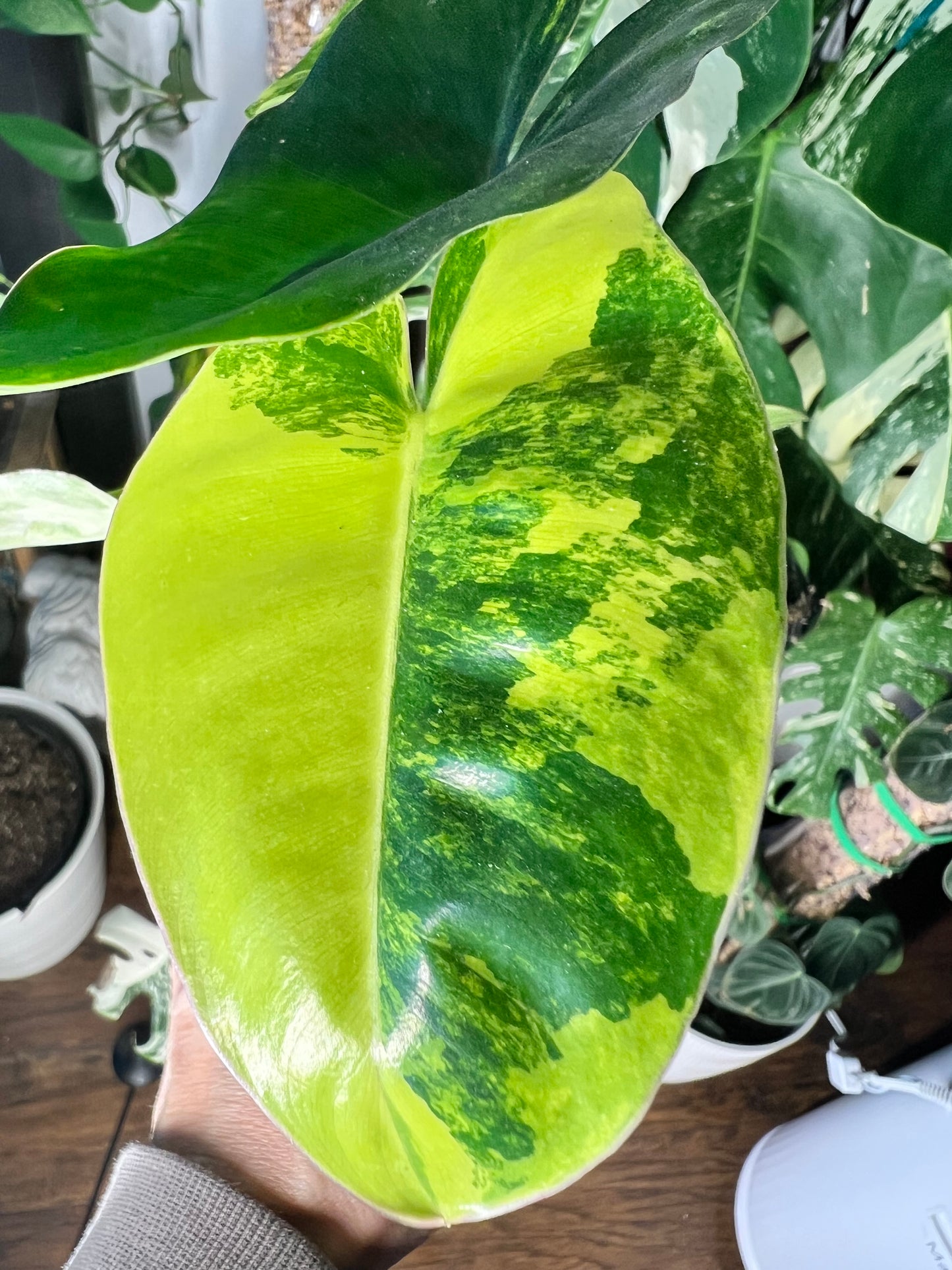 Philodendron Burle Marx Variegated