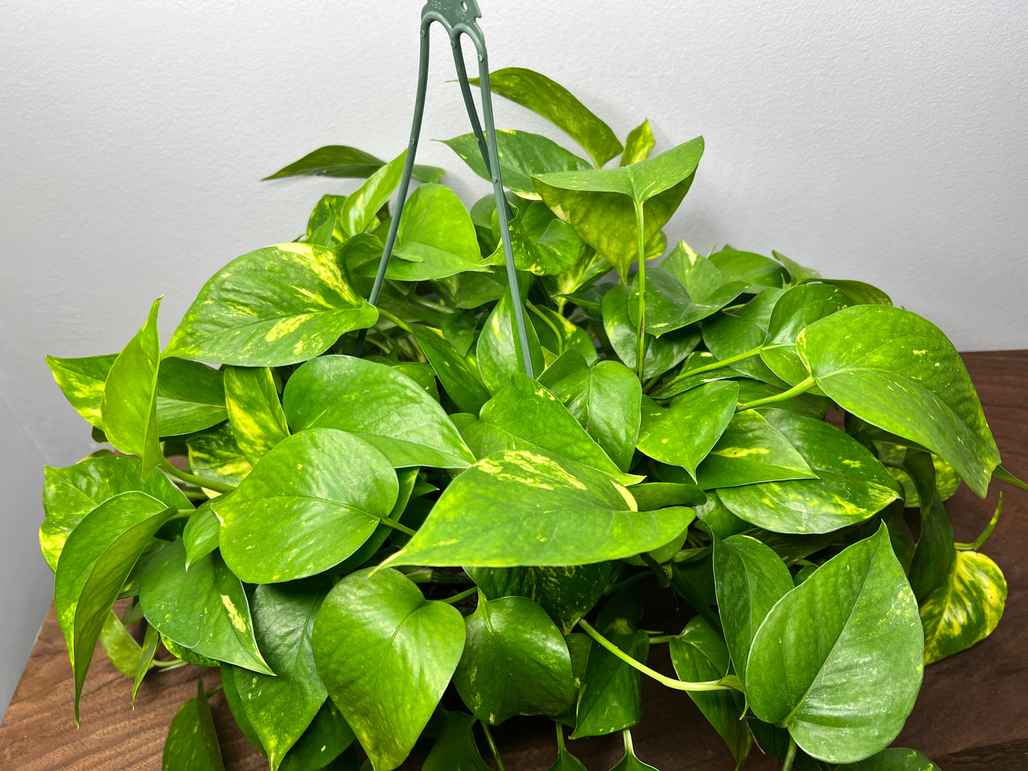 Golden pothos 8” basket
