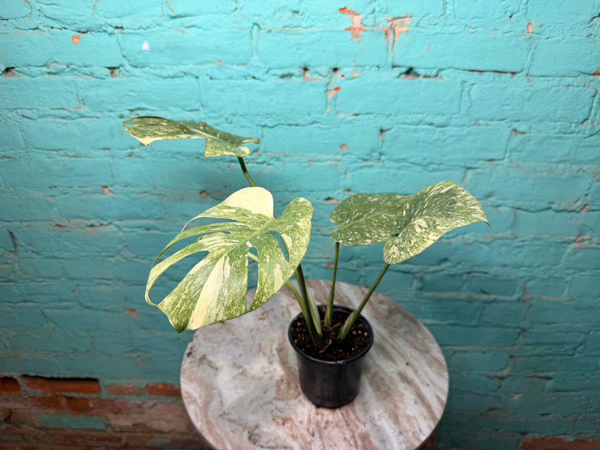 Monstera Legacy 4”