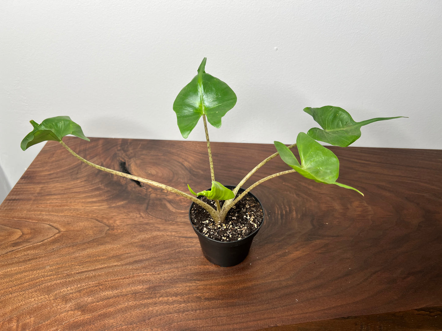 Alocasia Stingray