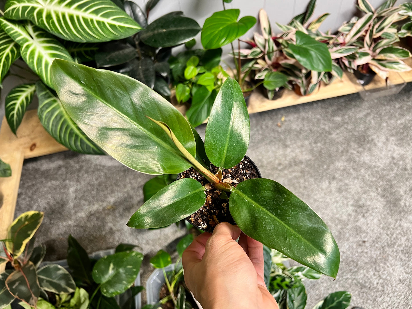 Philodendron Imperial Green