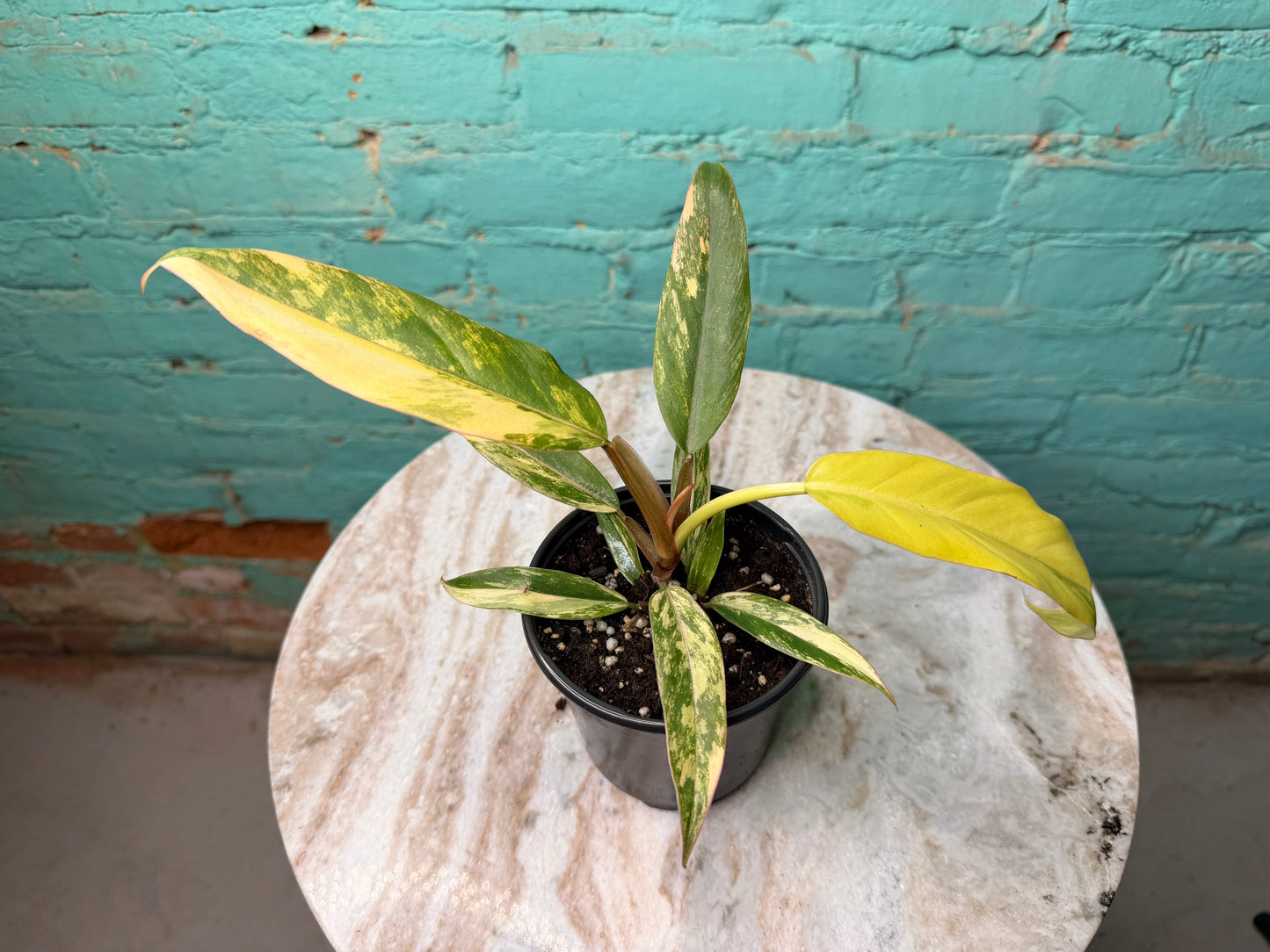 Philodendron Carmel Marble 4”