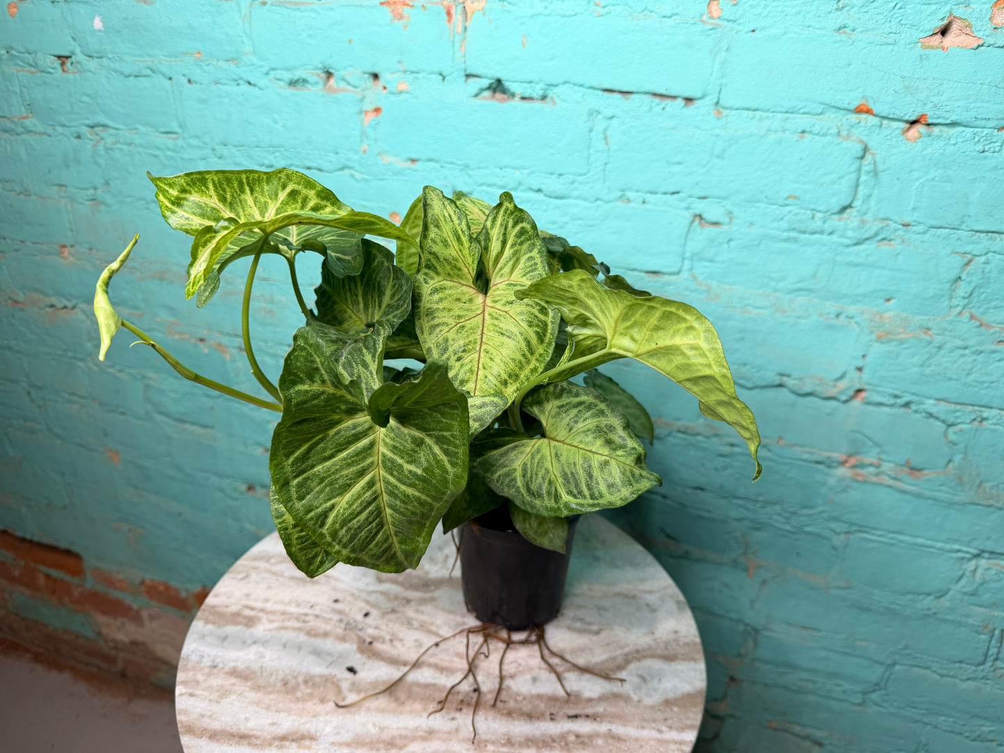 Syngonium ‘Batik’