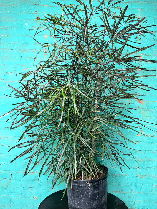 Aralia Elegantissima 10”