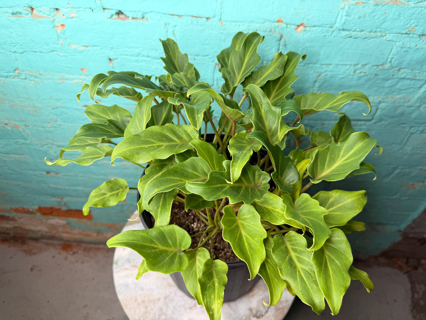 Philodendron Xanadu 10”