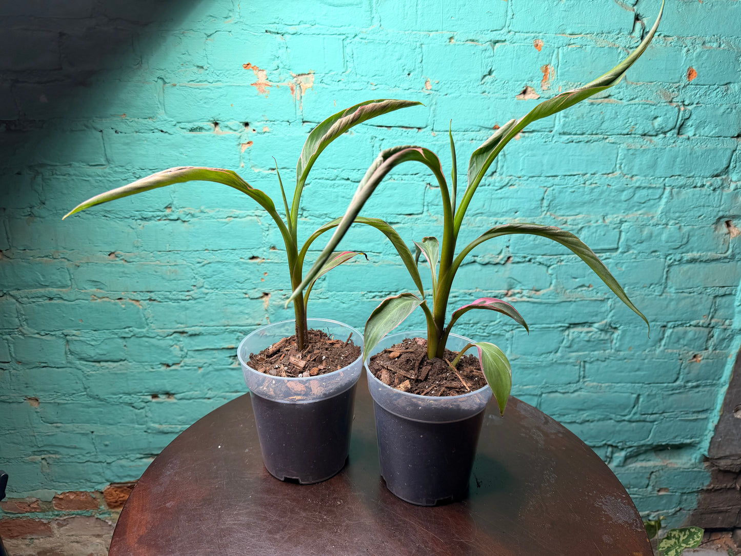 Musa Nono Pink 4”