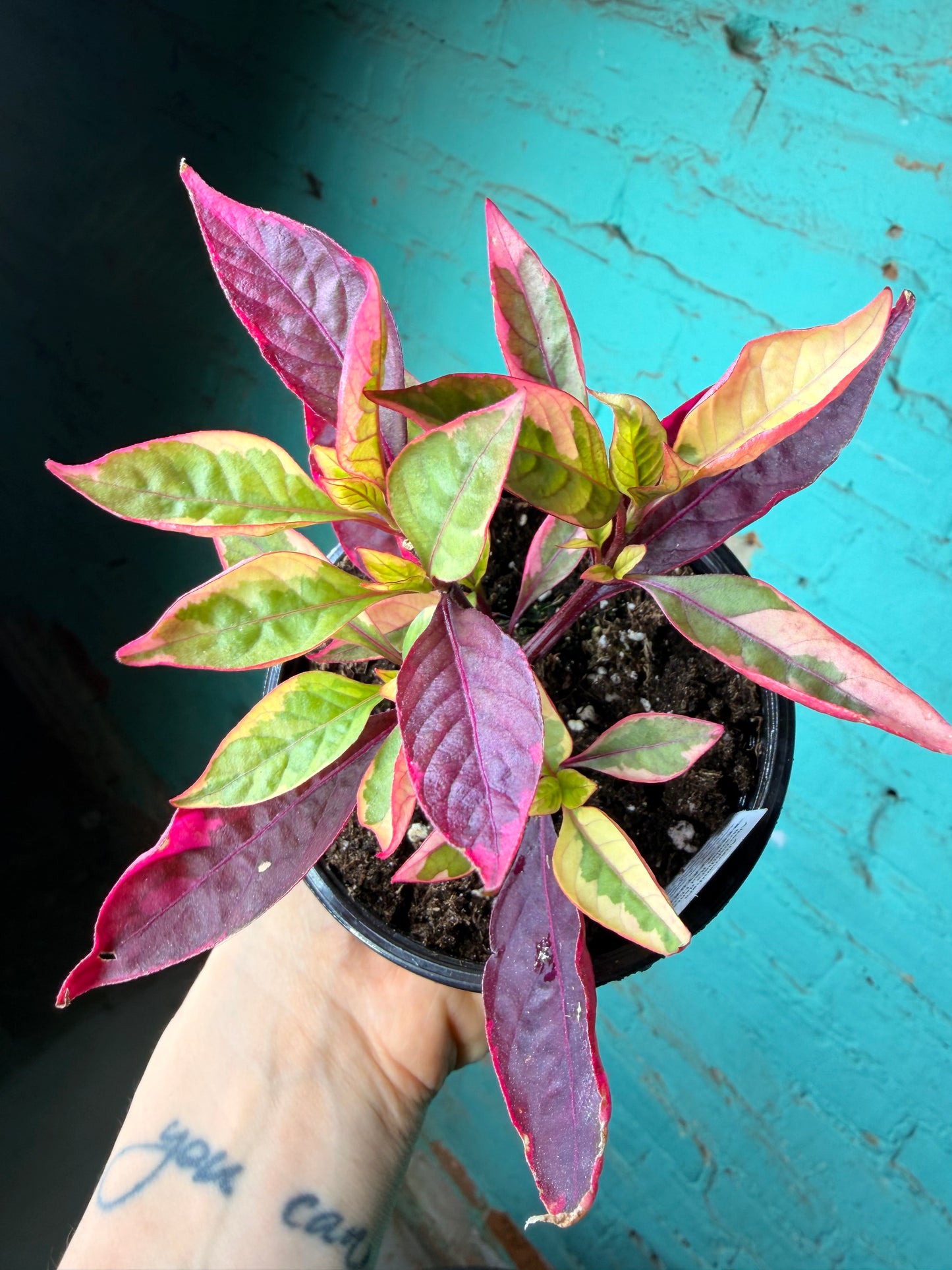 Alternanthera “Little Ruby” Party Time Plant 4”
