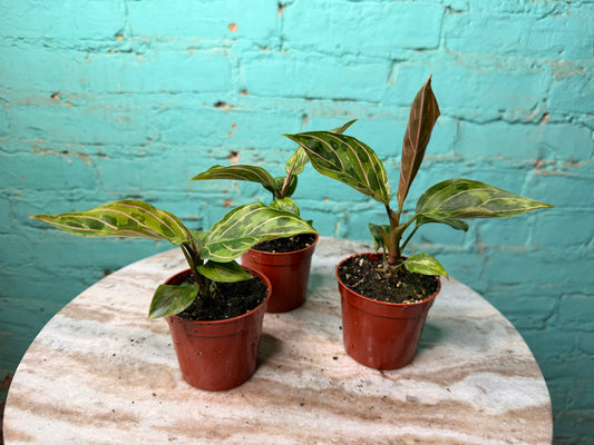 Aglaonema Red Army 2.5”