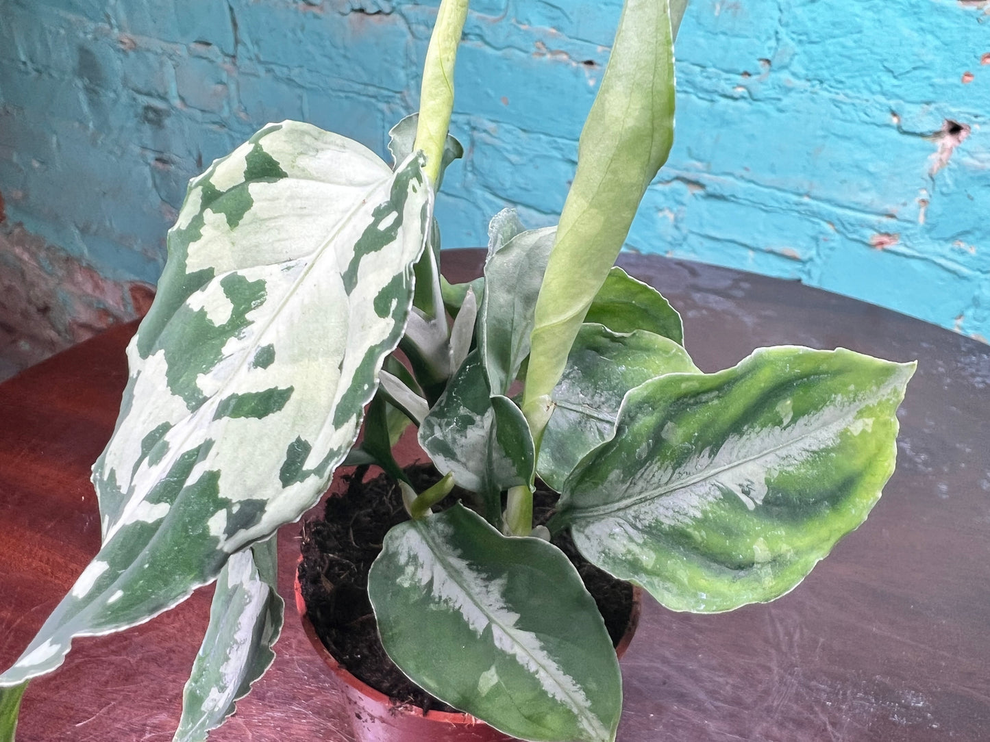 Aglaonema Pictum Whites 3”
