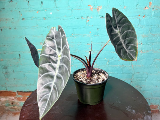 Alocasia Watsoniana 6”