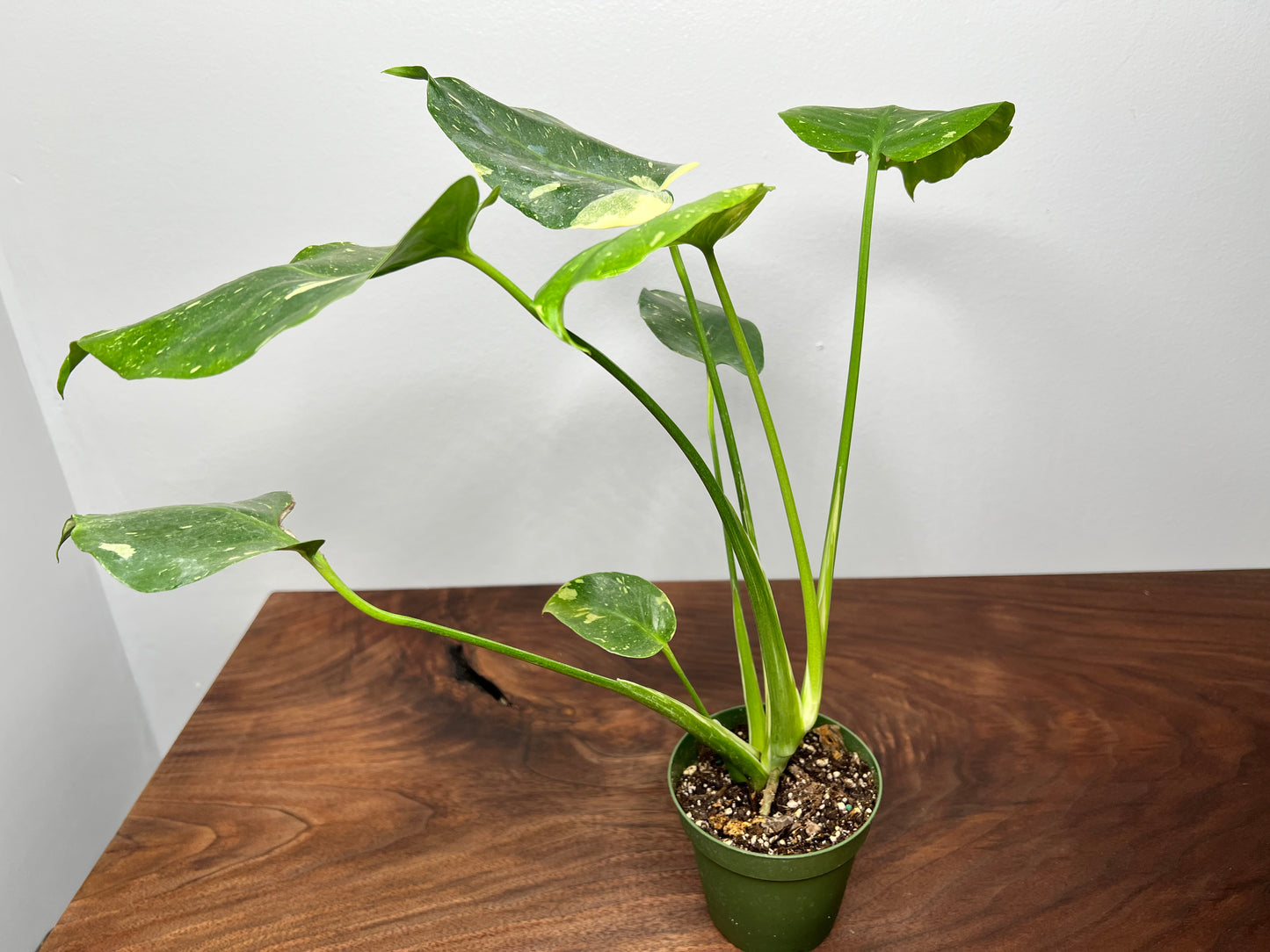 Monstera Thai
Constellation