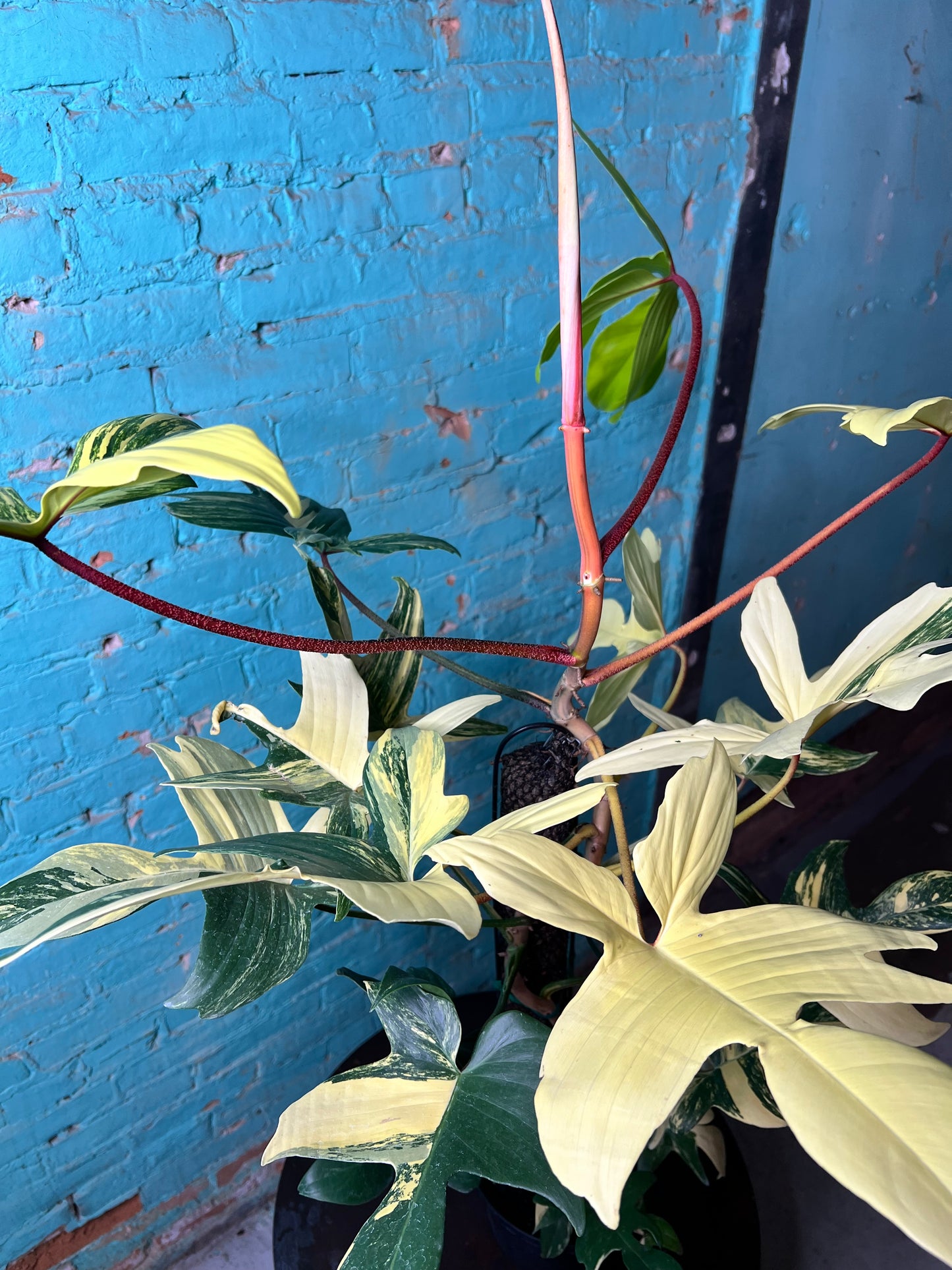 Philodendron Variegated Florida Beauty 8”