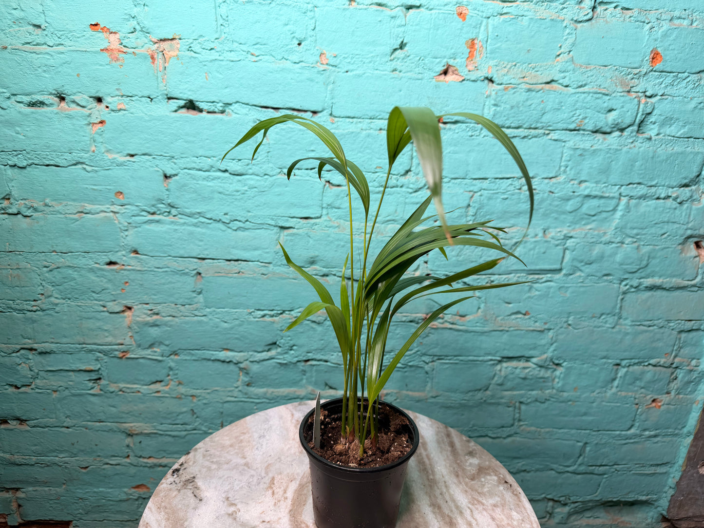 Areca palm or Butterfly Palm 4”