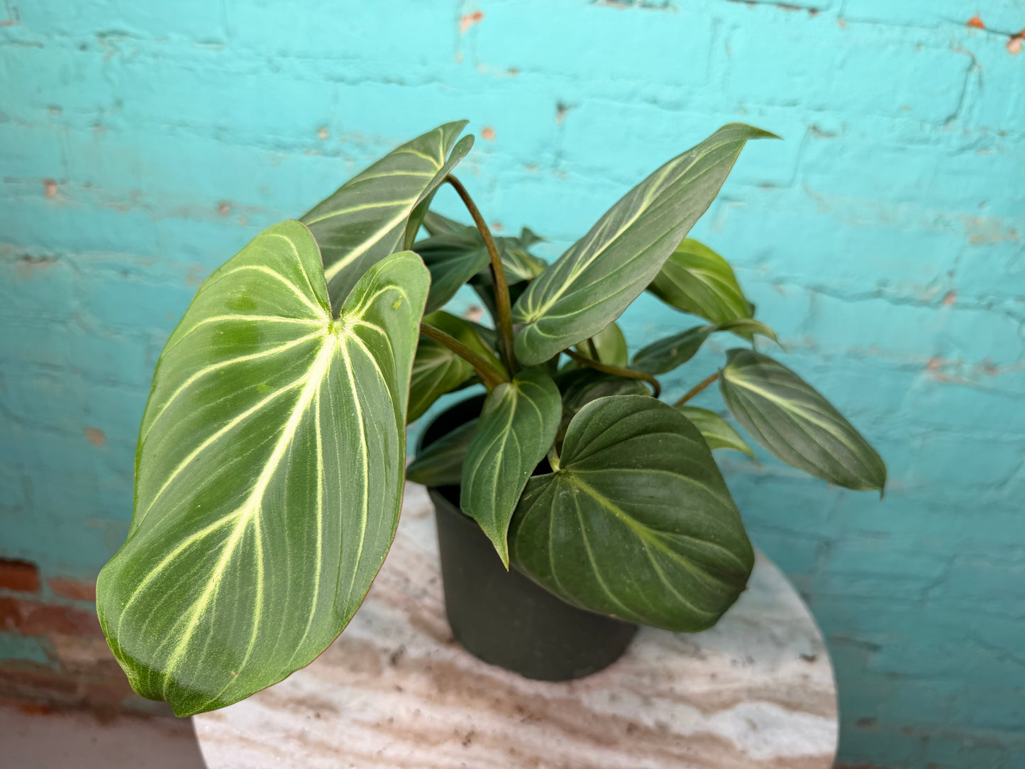 Philodendron Gloriosum 6”