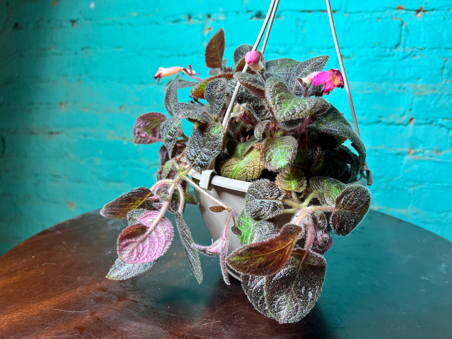 Episcia Hybrid Flame Violet 6”